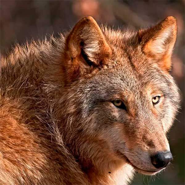 Волк красный (Cuon alpinus) 